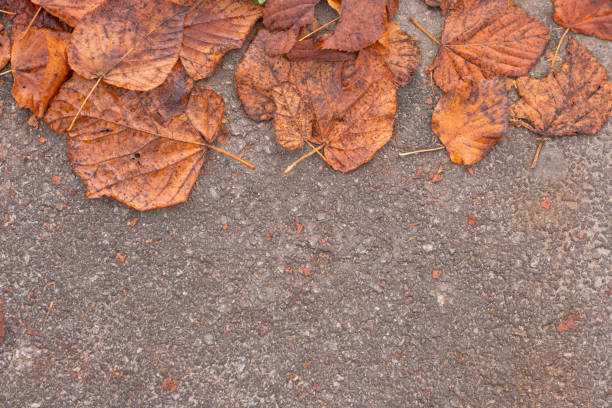 Orange autumn leaves on the asphalt gray road.