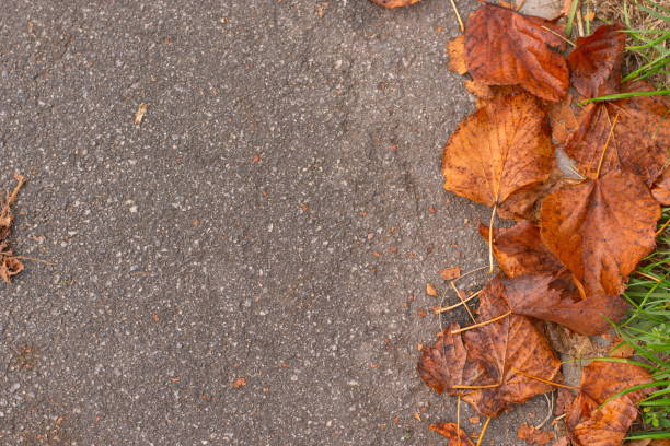 istock Orange autumn leaves on the asphalt road. 1188608488