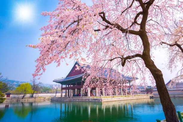 Photo of Gyeongbokgung palace with cherry blossom tree in spring time in seoul city of korea, south korea.