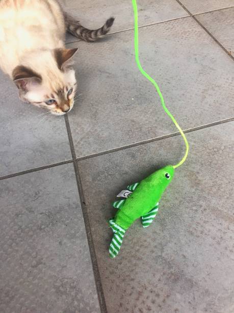 istock Bengal kitten playing with a toy 1188609981