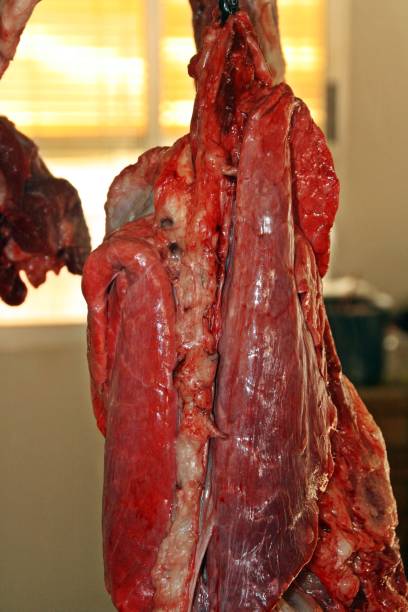 traditionelle schweineschlachtung in andalusien, spanien. - tierische bauchspeicheldrüse stock-fotos und bilder