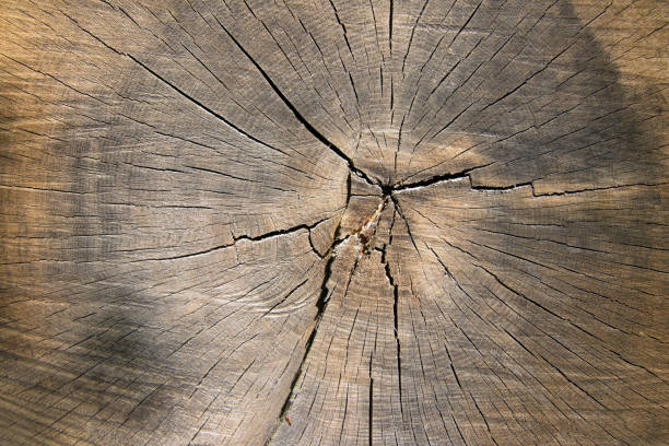 istock Cut tree trunk - texture of wood 1188612494