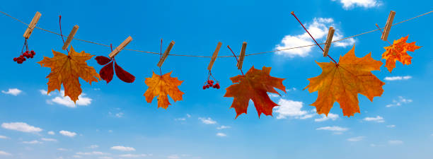 istock Autumnal maple leaves on a line with clothespin 1188612747