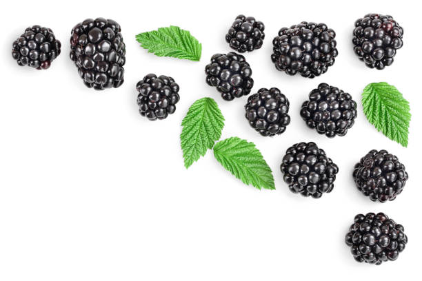 istock blackberry with leaf isolated on a white background. With copy space for your text. Top view. Flat lay 1188613426
