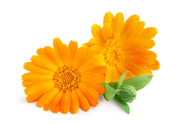 istock Calendula. Marigold flower with leaves isolated on white background 1188613438