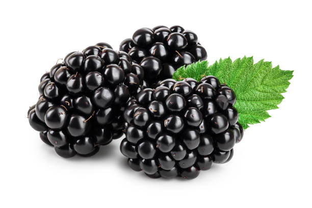 istock blackberry with leaf isolated on a white background closeup 1188613441