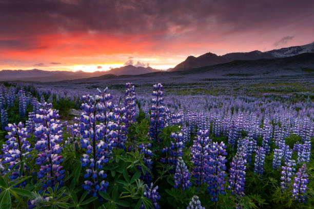 istock Lupine field in South Iceland. 1188613466