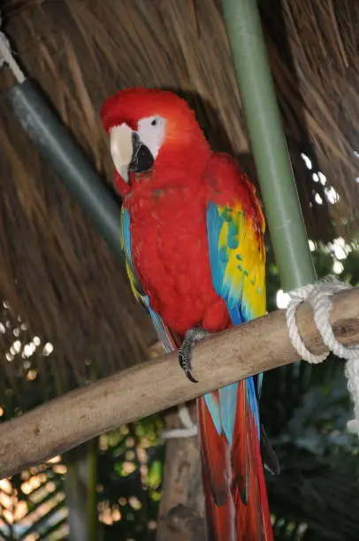 Parrot in a natural park Porto Vallarta
