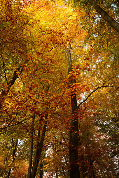 forêt en automne. - southern beech photos et images de collection