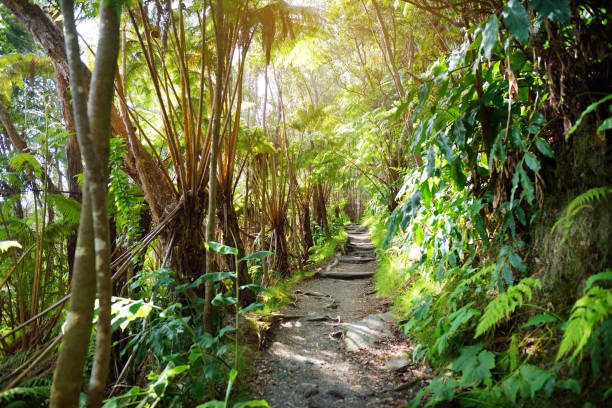 fuga de kilauea iki no parque nacional dos vulcões no console grande de havaí. - tree shade large growth - fotografias e filmes do acervo