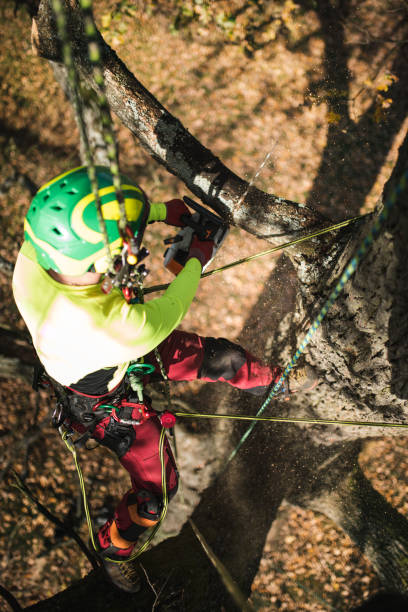 istock Arborist man cutting a branches with chainsaw and throw on a ground. The worker with helmet working at height on the trees. Lumberjack working with chainsaw during a nice sunny day. 1188615294