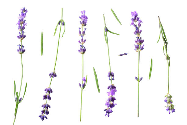 istock lavender flowers isolated on white background. top view 1188615373