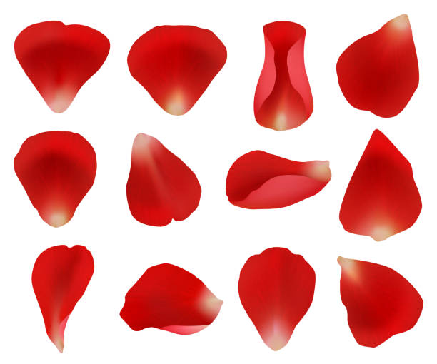 istock Rose petals. Flowers plants elements leaves red petals collection for beautiful romantic womans detailed vector templates 1188616195