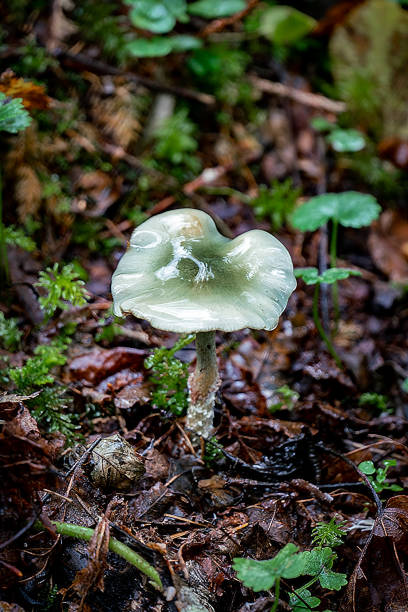 Macro close up of a shiny green and blue small aniseed toadstool mushroom (Clitocybe odora) covered with water and looking very translucent, ideal for fairytale concept