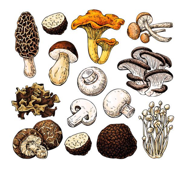 illustrazioni stock, clip art, cartoni animati e icone di tendenza di illustrazione vettoriale disegnata a mano a fungo. disegno di cibo di schizzo isolato. champignon, morel, tartufo, - morel mushroom