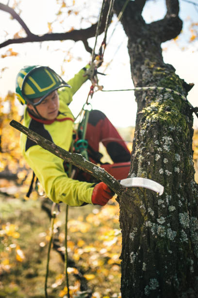 istock Arborist man cutting a branches with chainsaw and throw on a ground. The worker with helmet working at height on the trees. Lumberjack working with chainsaw during a nice sunny day. 1188616786