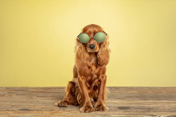 istock Studio shot of english cocker spaniel dog isolated on yellow studio background 1188617157