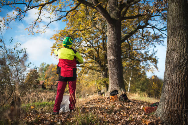 istock Arborist man preparing for climbing on a tree. The worker with helmet working at height on the trees. Lumberjack working with chainsaw during a nice sunny day. Tree and nature 1188617622