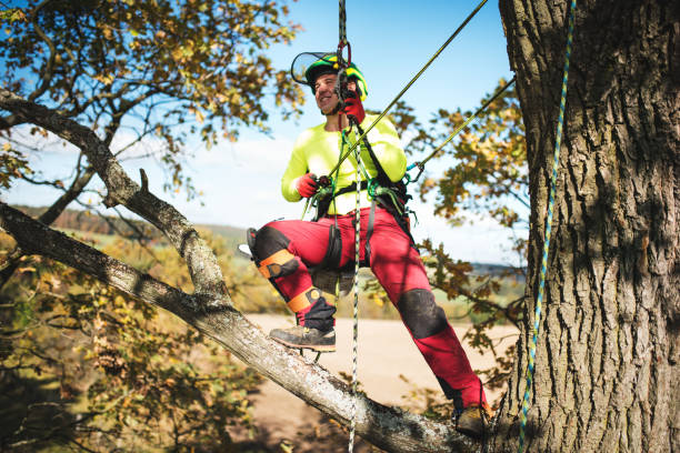 istock Arborist man cutting a branches with chainsaw and throw on a ground. The worker with helmet working at height on the trees. Lumberjack working with chainsaw during a nice sunny day. 1188617928