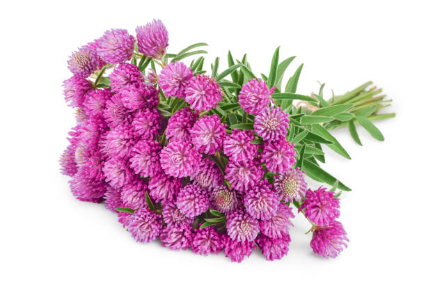 istock Clover or trefoil flower medicinal herbs isolated on white background 1188618078