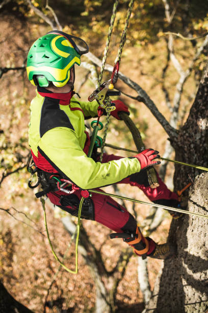 istock Arborist man cutting a branches with chainsaw and throw on a ground. The worker with helmet working at height on the trees. Lumberjack working with chainsaw during a nice sunny day. 1188618233