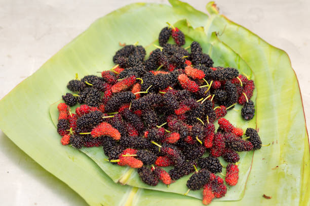 Thai mulberry fruits