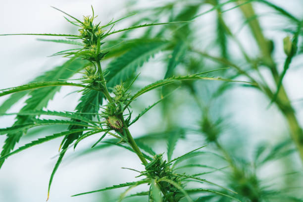 Green stink bug on industrial hemp plant, pest insect on cultivated crop, selective focus
