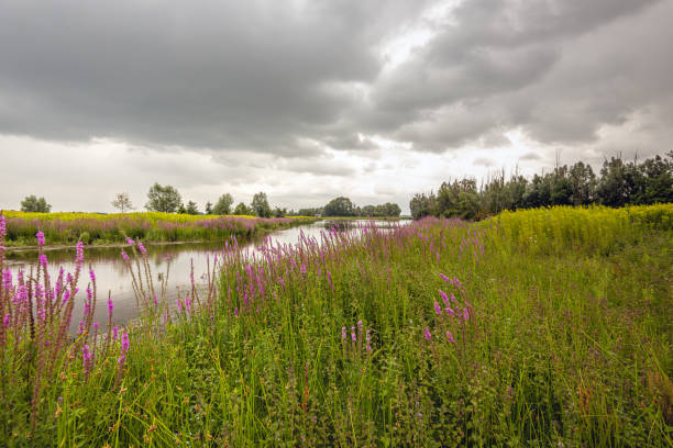 istock Biodiversity in a Dutch nature reserve 1188619113