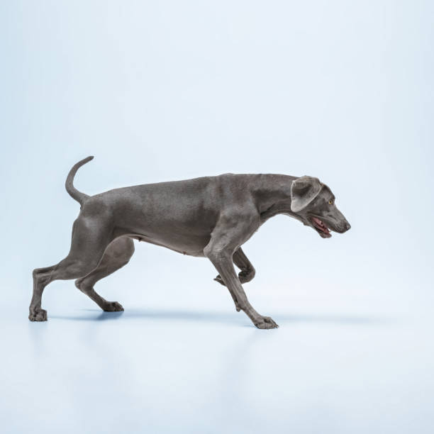 istock Studio shot of weimaraner dog isolated on blue studio background 1188619170