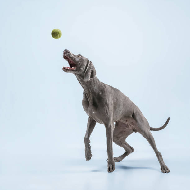 istock Studio shot of weimaraner dog isolated on blue studio background 1188619173