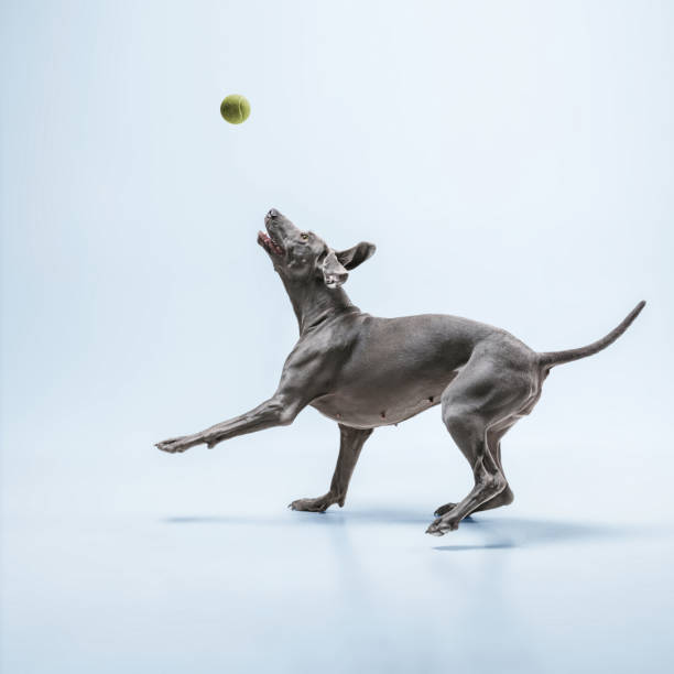 istock Studio shot of weimaraner dog isolated on blue studio background 1188619204