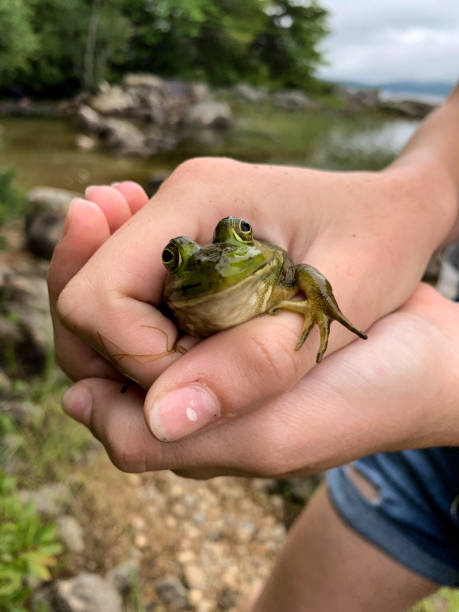 A frog in the hand A girl holds a bullfrog beside a lake bullfrog photos stock pictures, royalty-free photos & images