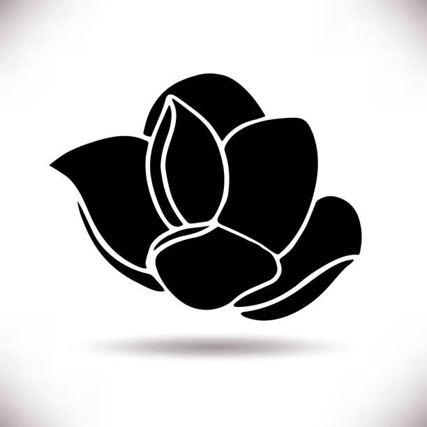 ilustrações de stock, clip art, desenhos animados e ícones de black silhouettes of hand drawn magnolia flower - magnolia southern usa white flower