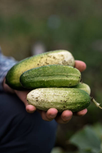 istock farmer collects cucumbers in the garden. 1188622363
