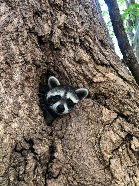 istock Baby raccoon the 1188622440
