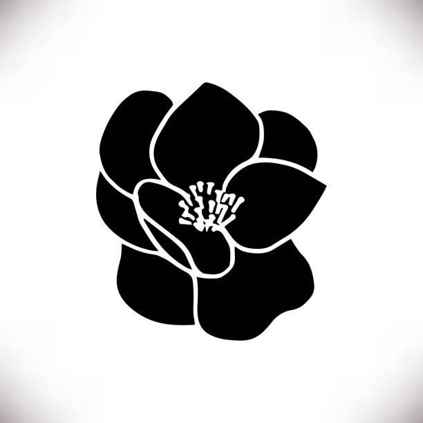 ilustraciones, imágenes clip art, dibujos animados e iconos de stock de siluetas negras de flor de magnolia dibujada a mano - magnolia southern usa white flower
