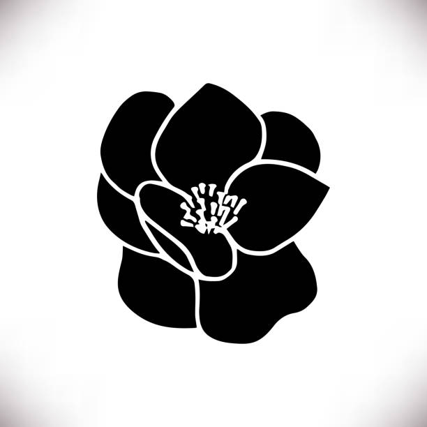 ilustrações de stock, clip art, desenhos animados e ícones de black silhouettes of hand drawn magnolia flower - magnolia southern usa white flower