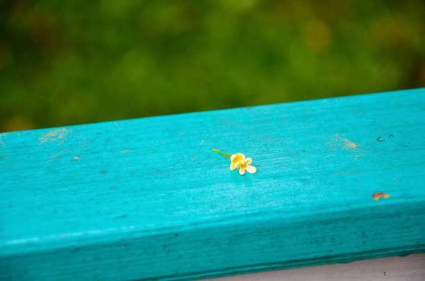 istock Osmanthus fragrans dropped on the railing. 1188622496