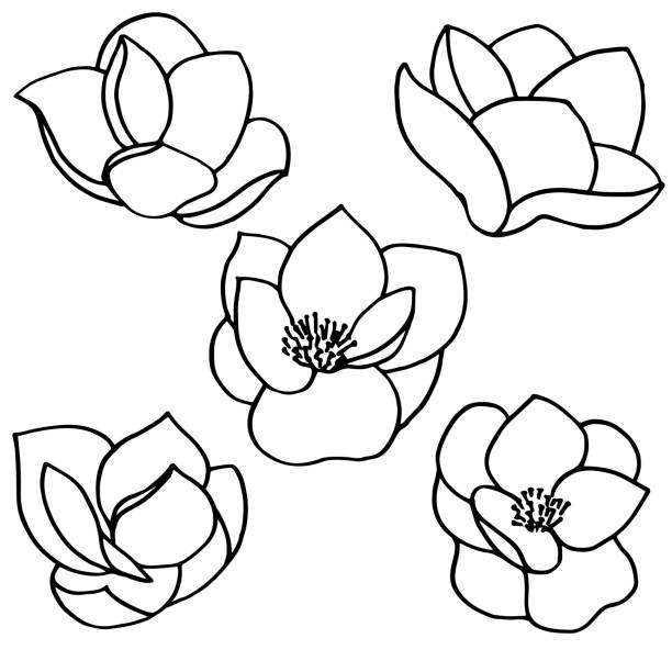 illustrazioni stock, clip art, cartoni animati e icone di tendenza di set di sagome contorno di fiori di magnolia disegnati a mano - magnolia