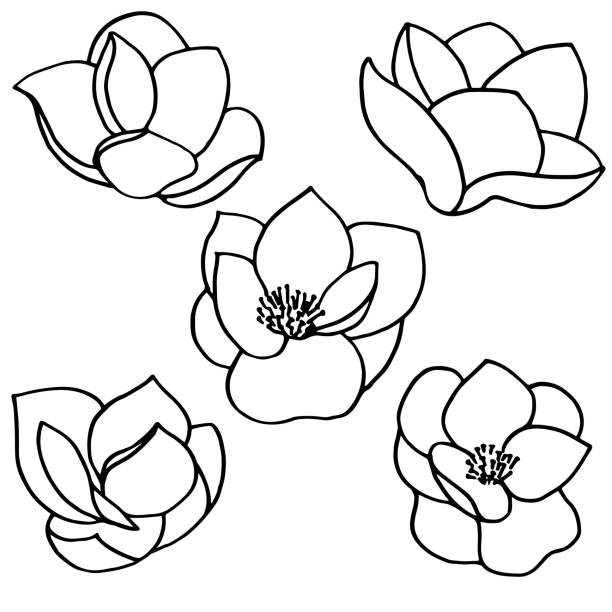 Set of outline silhouettes of hand drawn magnolia flowers Set of outline silhouettes of hand drawn magnolia flowers isolated on white background. Raster illustration for print, banner,poster, greeting card, wedding invitations,web sites,apps magnolia flower icon stock illustrations