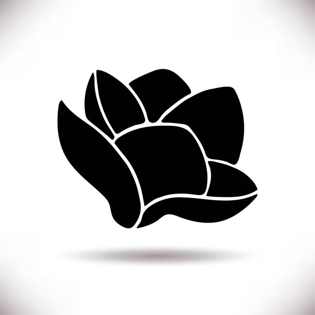 ilustraciones, imágenes clip art, dibujos animados e iconos de stock de siluetas negras de flor de magnolia dibujada a mano - magnolia southern usa white flower