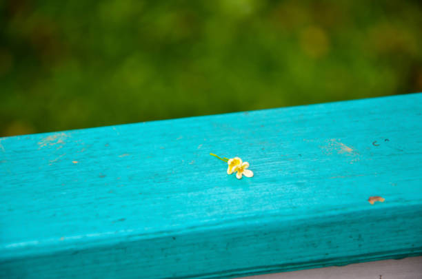 istock Osmanthus fragrans dropped on the railing. 1188623259