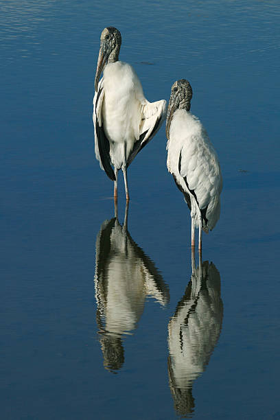 Two Wood Storks Reflected stock photo