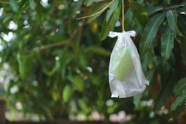 istock Unripe mango wrapped in plastic bag 1188624865