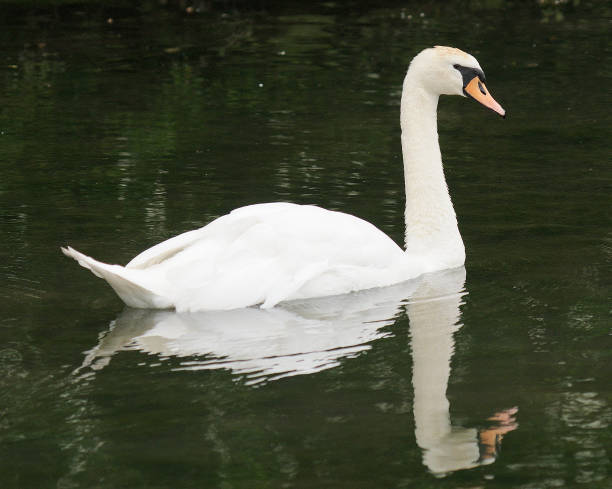 istock A Mute Swan swims reflected in dark water 1188625083