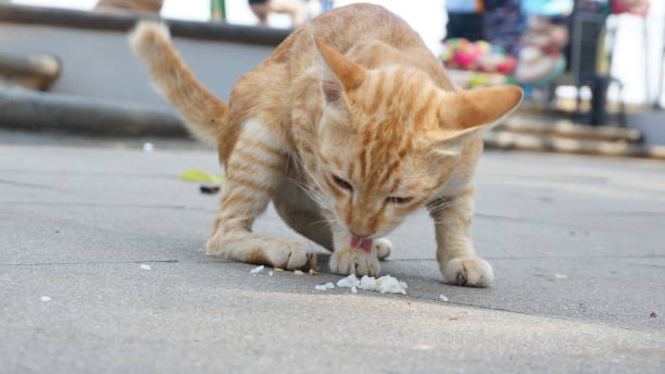 istock A cute brown cat eating rice 1188625175