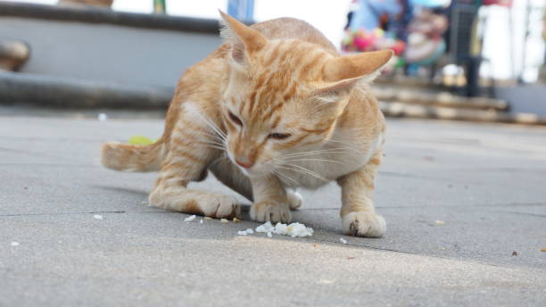 istock A cute brown cat eating rice 1188625283