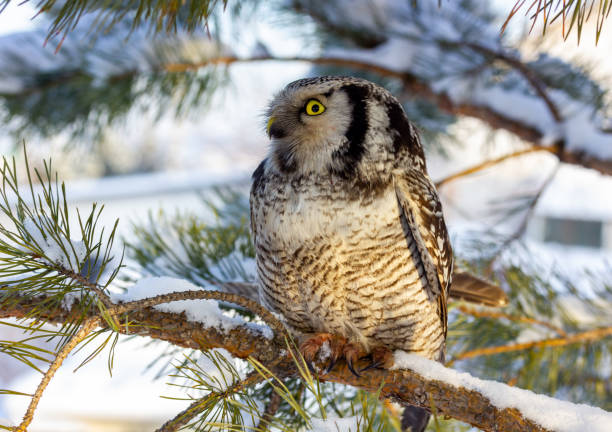 istock a beautiful owl bird with big yellow eyes sits on a tree 1188625555