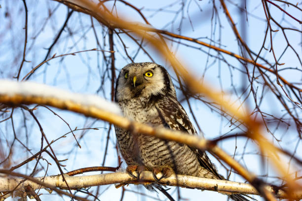 istock a beautiful owl bird with big yellow eyes sits on a tree 1188625601