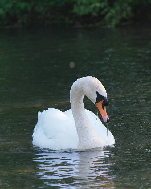 istock A Mute Swan swims reflected in dark water 1188626900